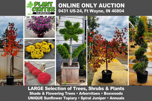 ONLINE ONLY Plant Center Nursery Auction _ Large Selection of Shade & Flowering Trees, Arborvitaes, Annuals, Shrubs, UNIQUE Flower Topiary, Mums & More